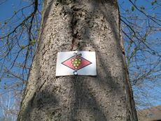 Weil am Rhein Weiler Weinweg 002.jpg